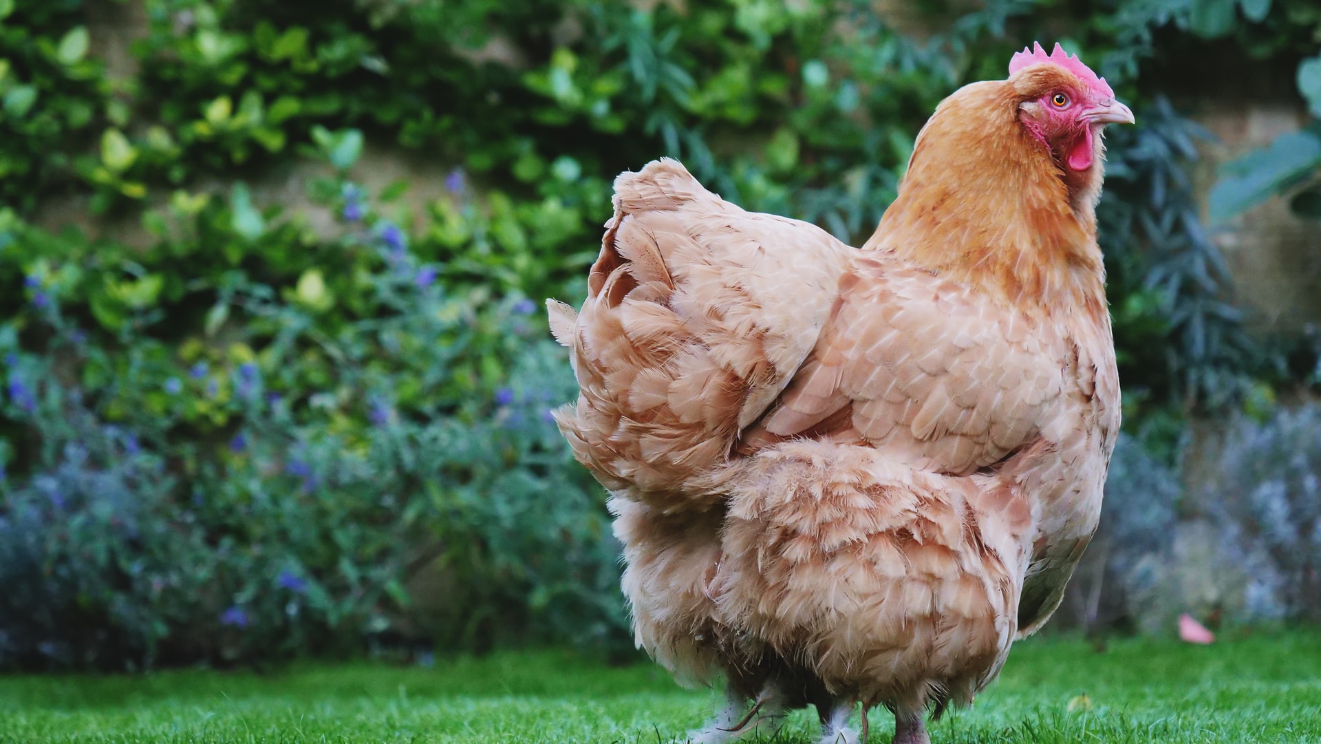 +12 Chistes de gallinas ¡Para reir con los amigos! (Cortos y largos)