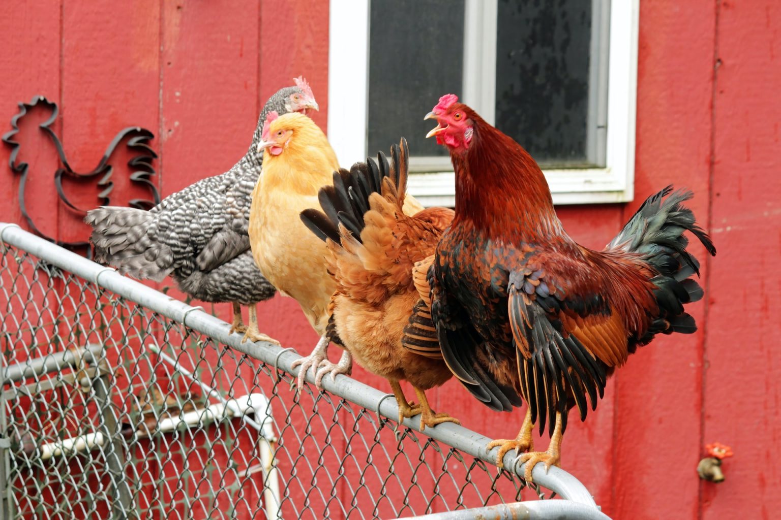+12 Chistes de gallinas ¡Para reir con los amigos! (Cortos y largos)